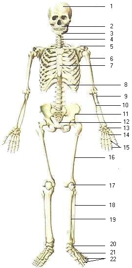 Human Skeletons Labeled