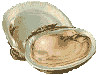 Clams