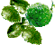 Kaffir Lime and Leaves