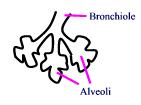 alveoli