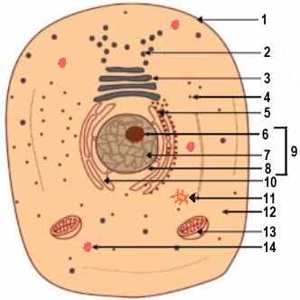 Animal Cell