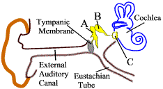 human ear