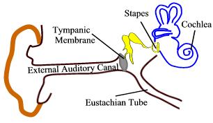 ear3stapes.jpg