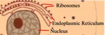 Rough Endoplasmic Reticulum