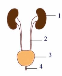 Excretory System