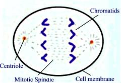 Mitosis Stage