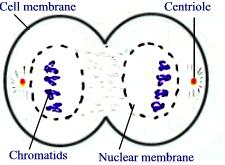 Mitosis Stage