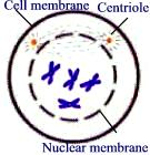 Mitosis Stage