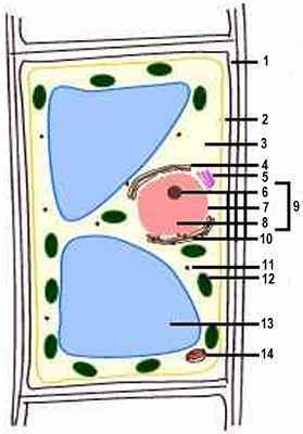 Biology Quiz : Plant Cell Diagram - Fill in the blanks