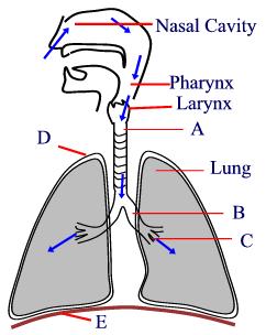 Biology : Human Respiratory system - Multiple choice