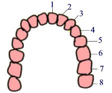 Types of Teeth